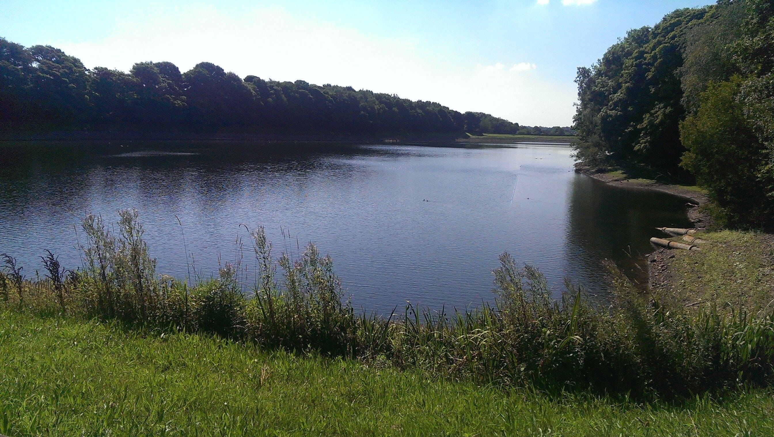 A calm lake surrounded by dense forest and grassy banks.