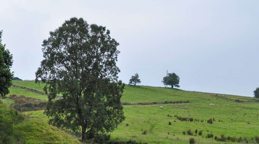 Rake Brook - winding downward