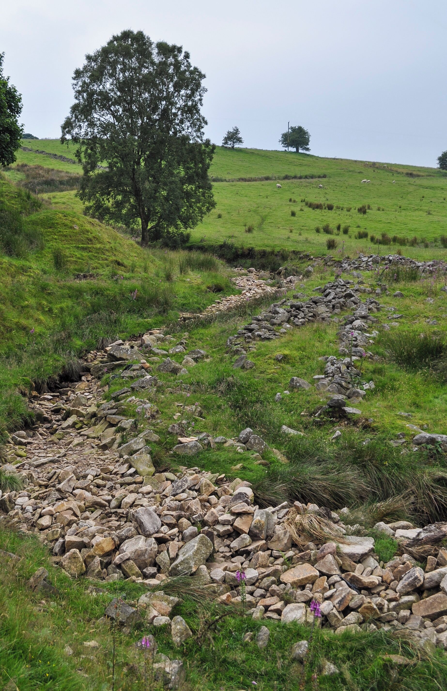 A rocky stream in a grassy field with trees and sheep in the background.
