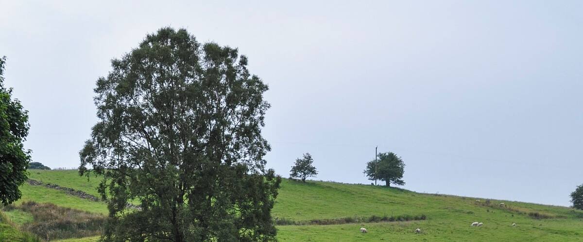 A rocky stream in a grassy field with trees and sheep in the background.