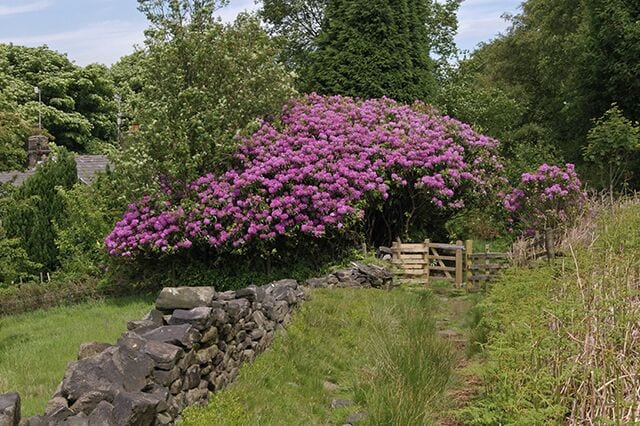 The track to Butterworth Brow The roof of Butts Brow cottages can just be seen hidden in the trees on the left.