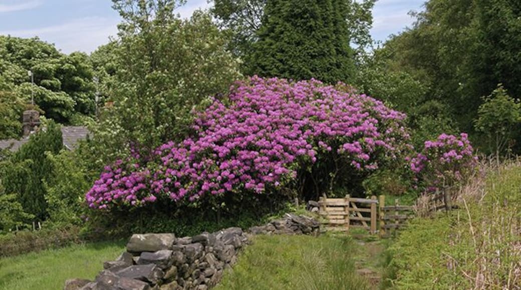 The track to Butterworth Brow The roof of Butts Brow cottages can just be seen hidden in the trees on the left.