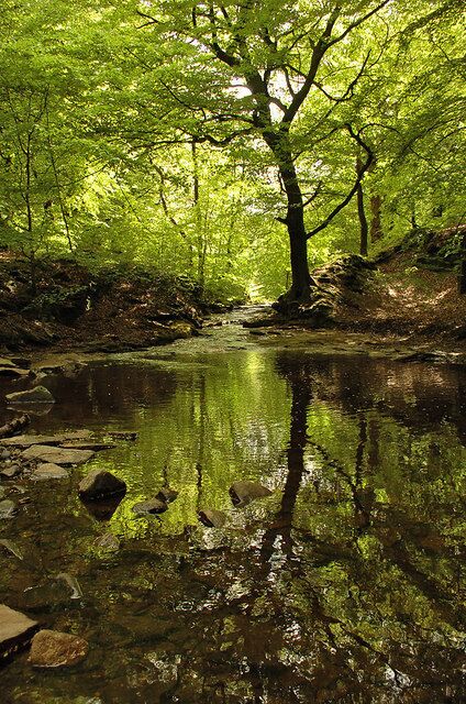 Un área boscosa con un arroyo y un árbol grande reflejado en el agua.