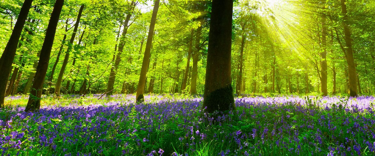 A forest with tall trees and a field of purple flowers.