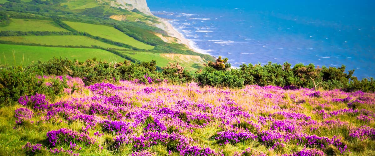 A coastal landscape with green hills, a beach, and purple flowers in the foreground.