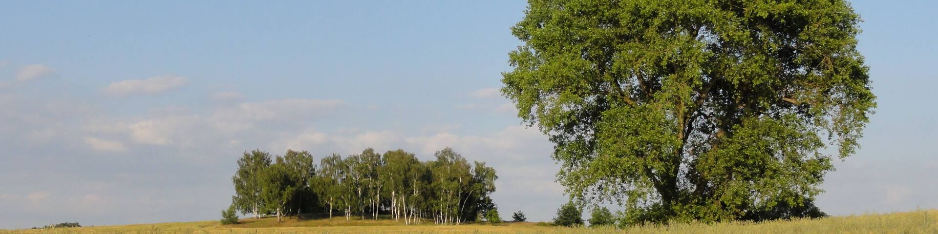 Endmoränenhügel bei Taucha / Sehlis
