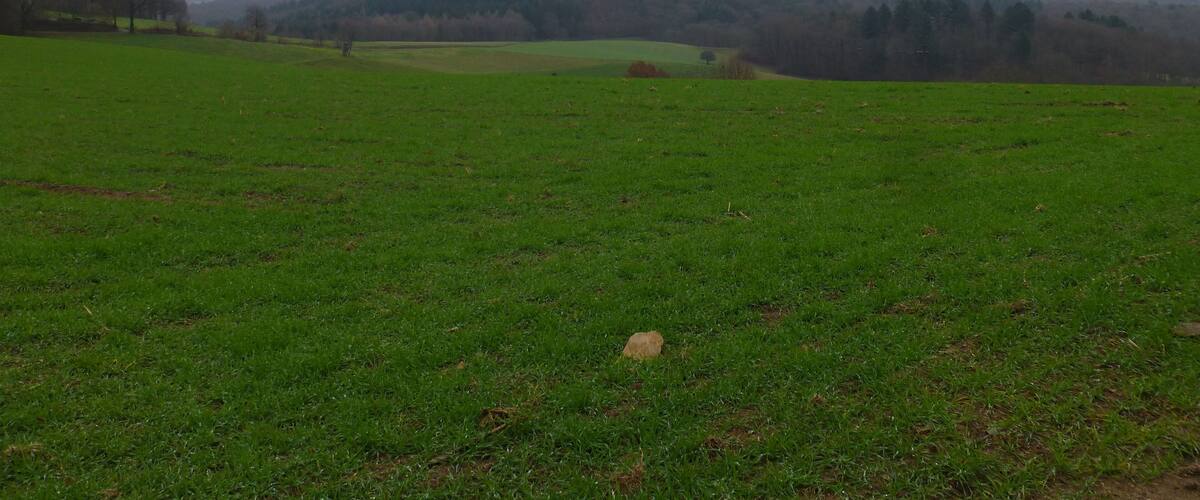 A green field with a hill in the background.