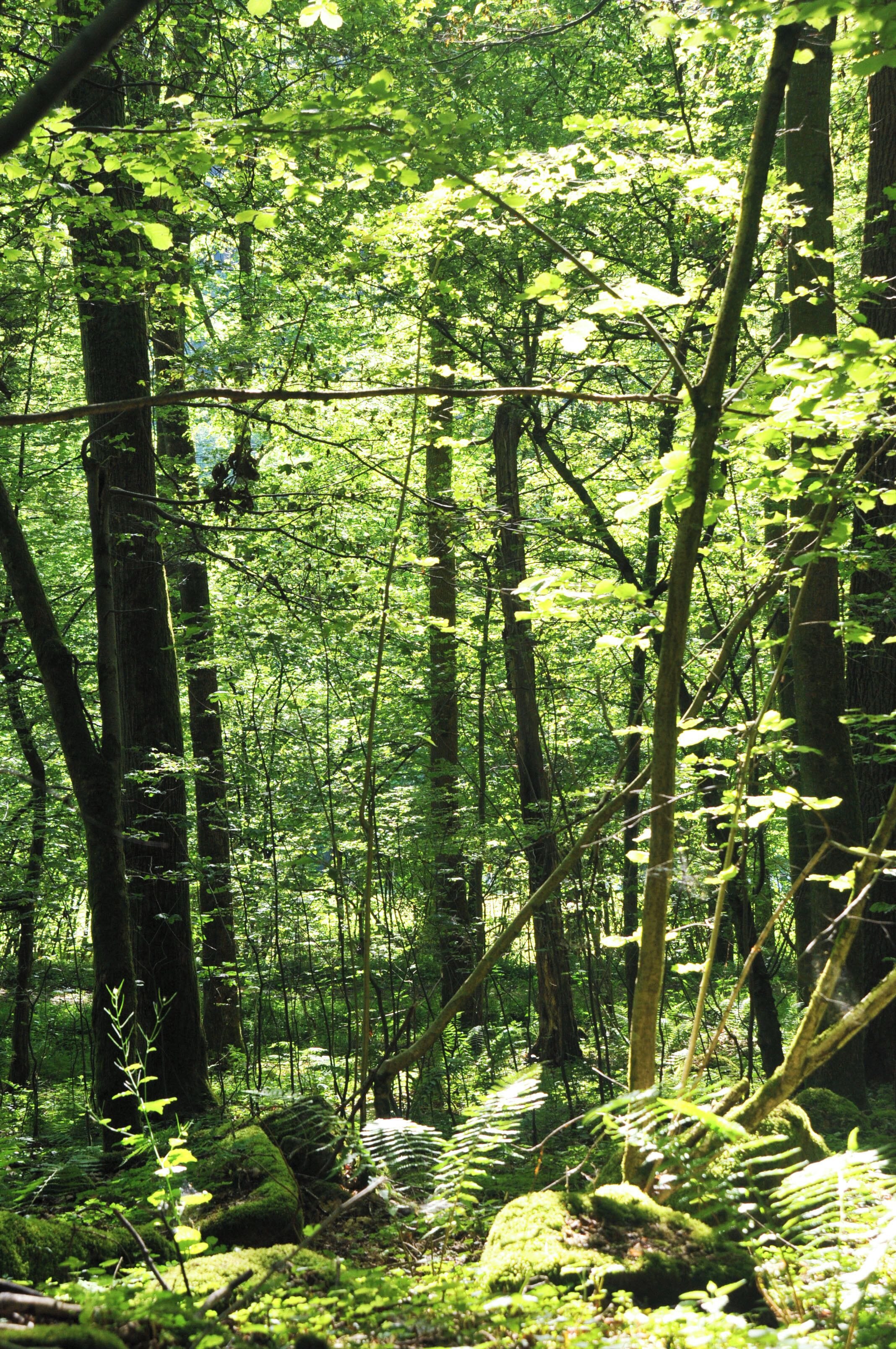 Jungholz mit Farn und Fels