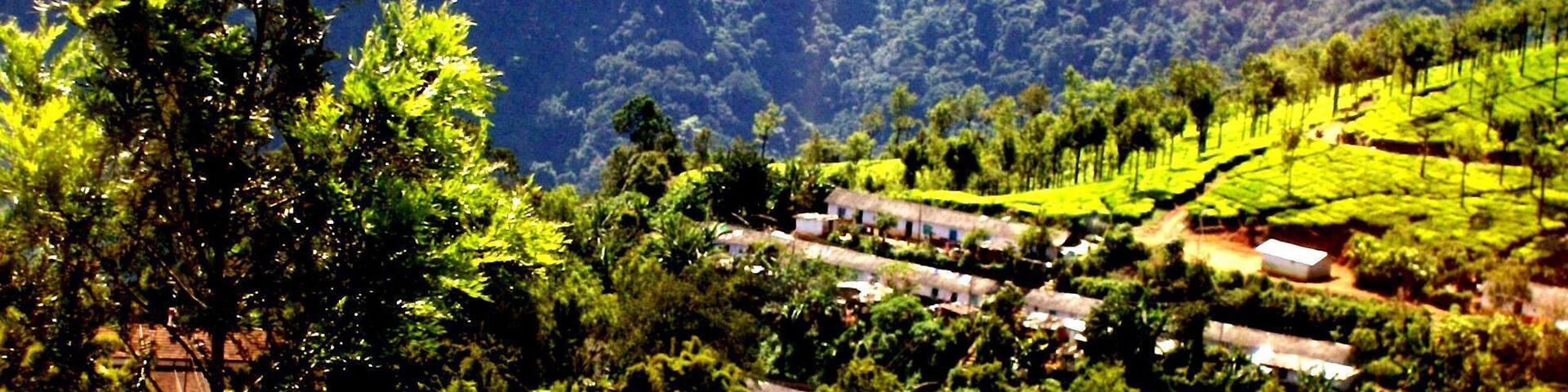 Coonoor in the state of Tamil Nadu in South India is a Hill Destination in the Nilgiri Ranges.
The Place is famous for its Tea Cultivation .