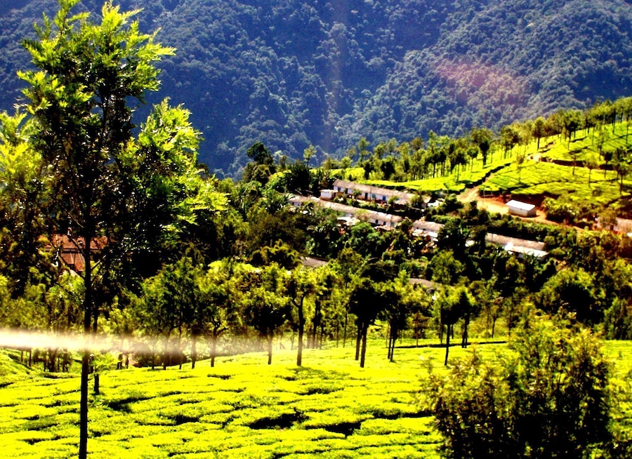 Coonoor in the state of Tamil Nadu in South India is a Hill Destination in the Nilgiri Ranges.
The Place is famous for its Tea Cultivation .
