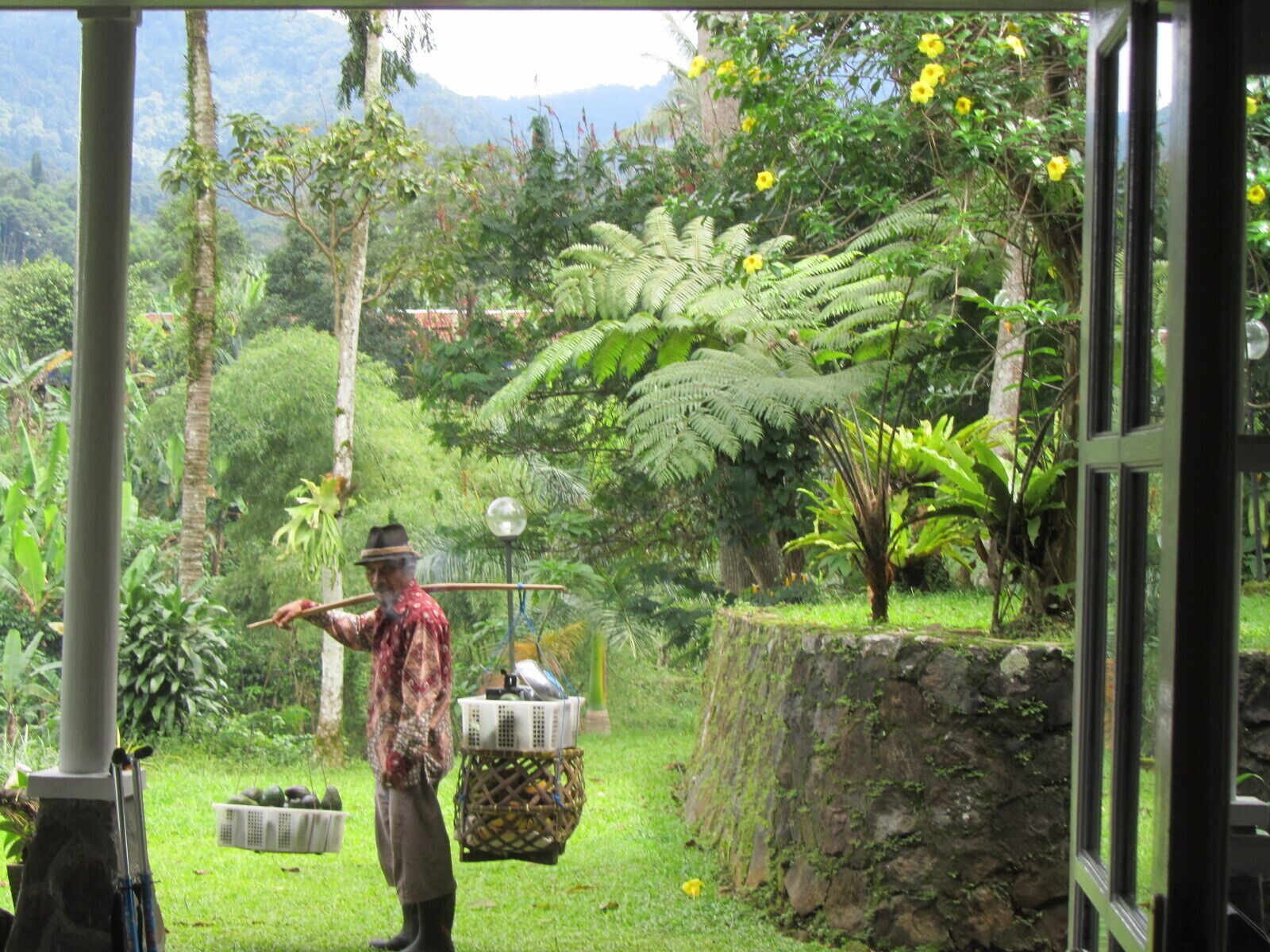 A man in a patterned shirt and hat holding a stick, standing in a lush garden with ferns and yellow flowers.