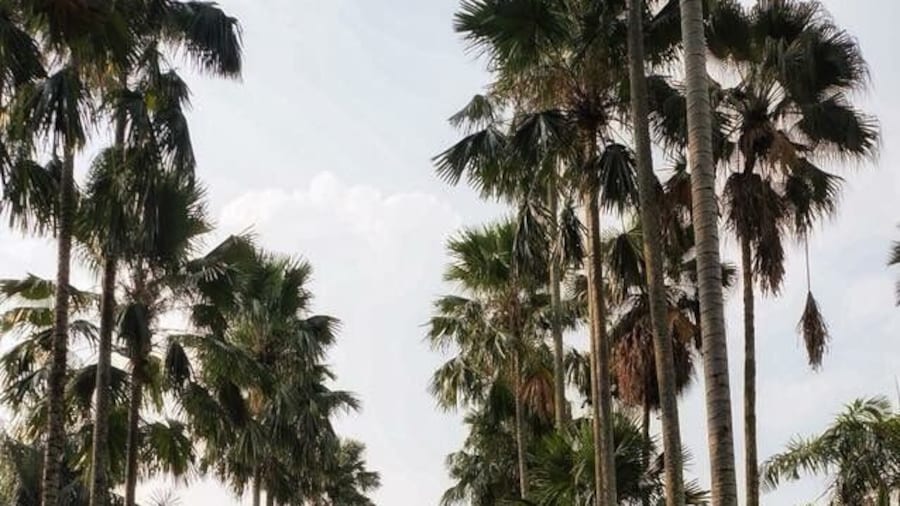 Bogor botanic garden