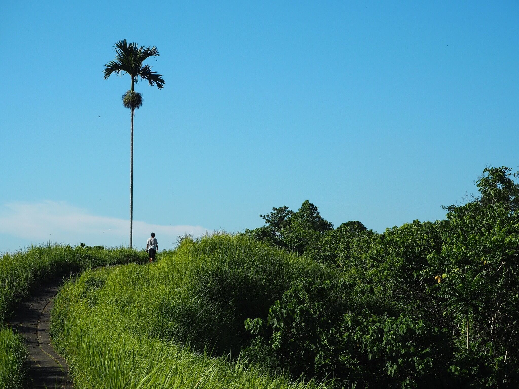 Beautiful ridge walk in Ubud, Bali. And good cafes a ways into the walk. A good morning activity cause it gets hot. 