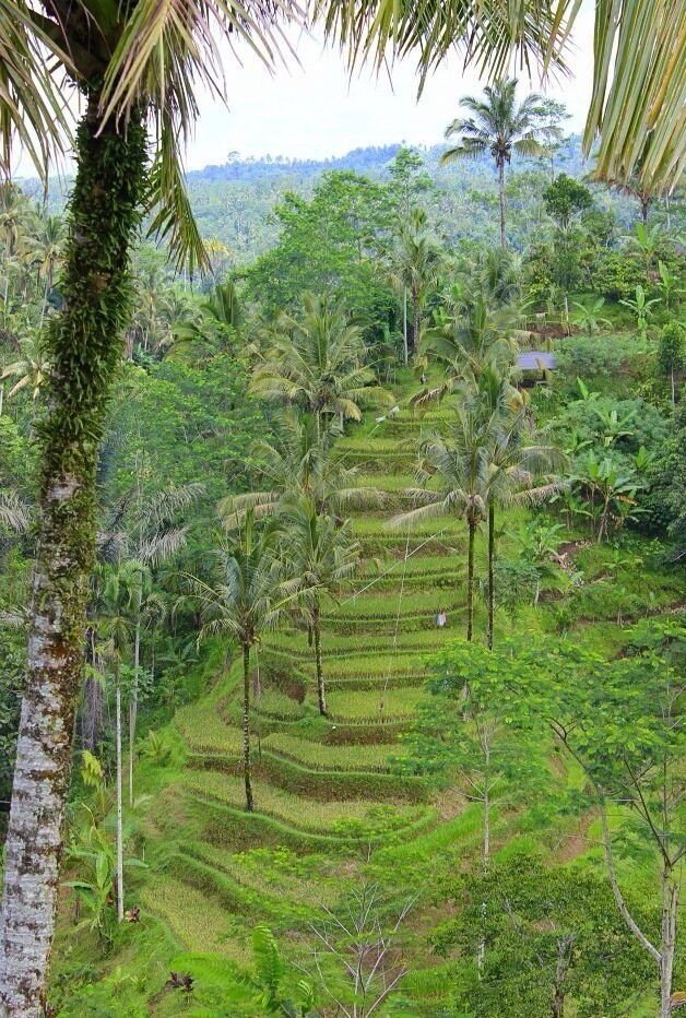 A lush green terraced landscape with palm trees.