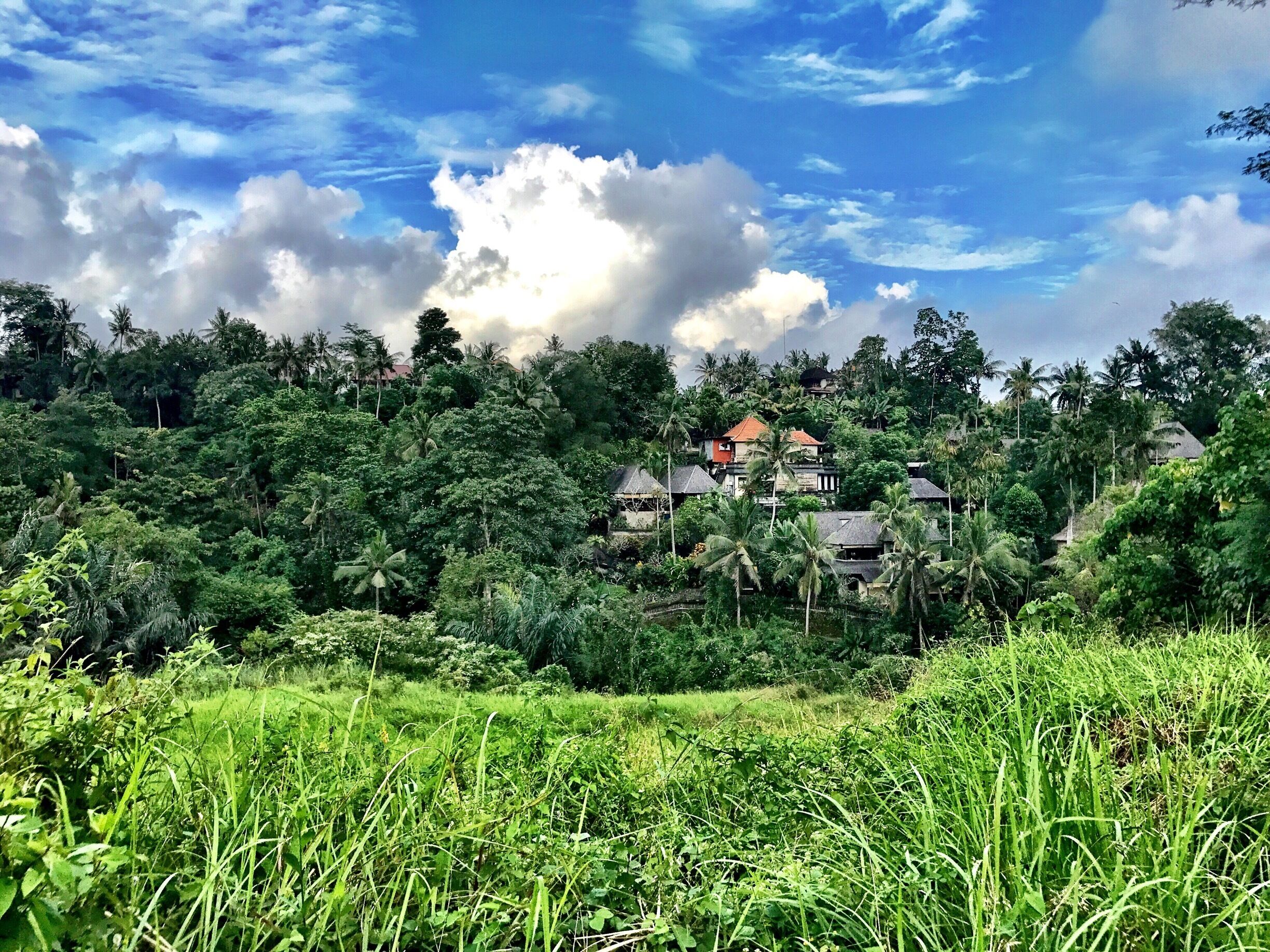 A walk with a beautiful view in ubud ❤️
#Hiking
#TakeAHike
