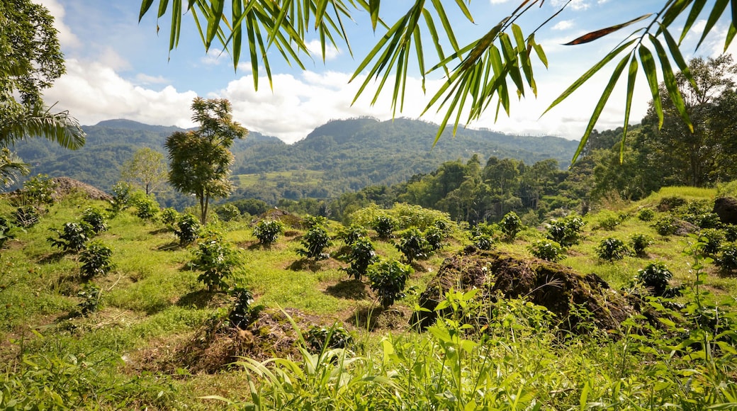 Coffee plantation in Tana Toraja, Rantepao in South Sulawesi, Indonesia. Toraja highlands Arabica coffee is known and exported worldwide.