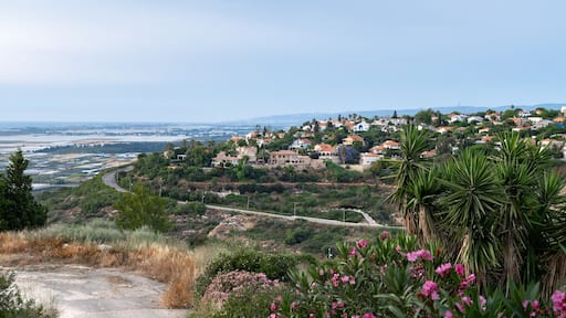 ジフロン ヤアコヴ