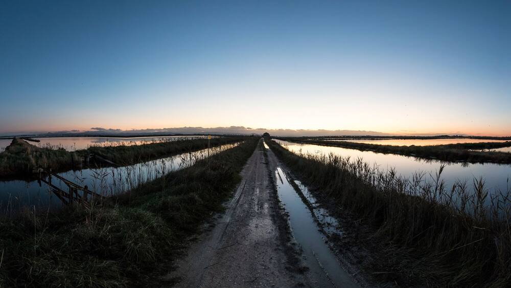 A dirt road leading through a marshy landscape with water on either side.