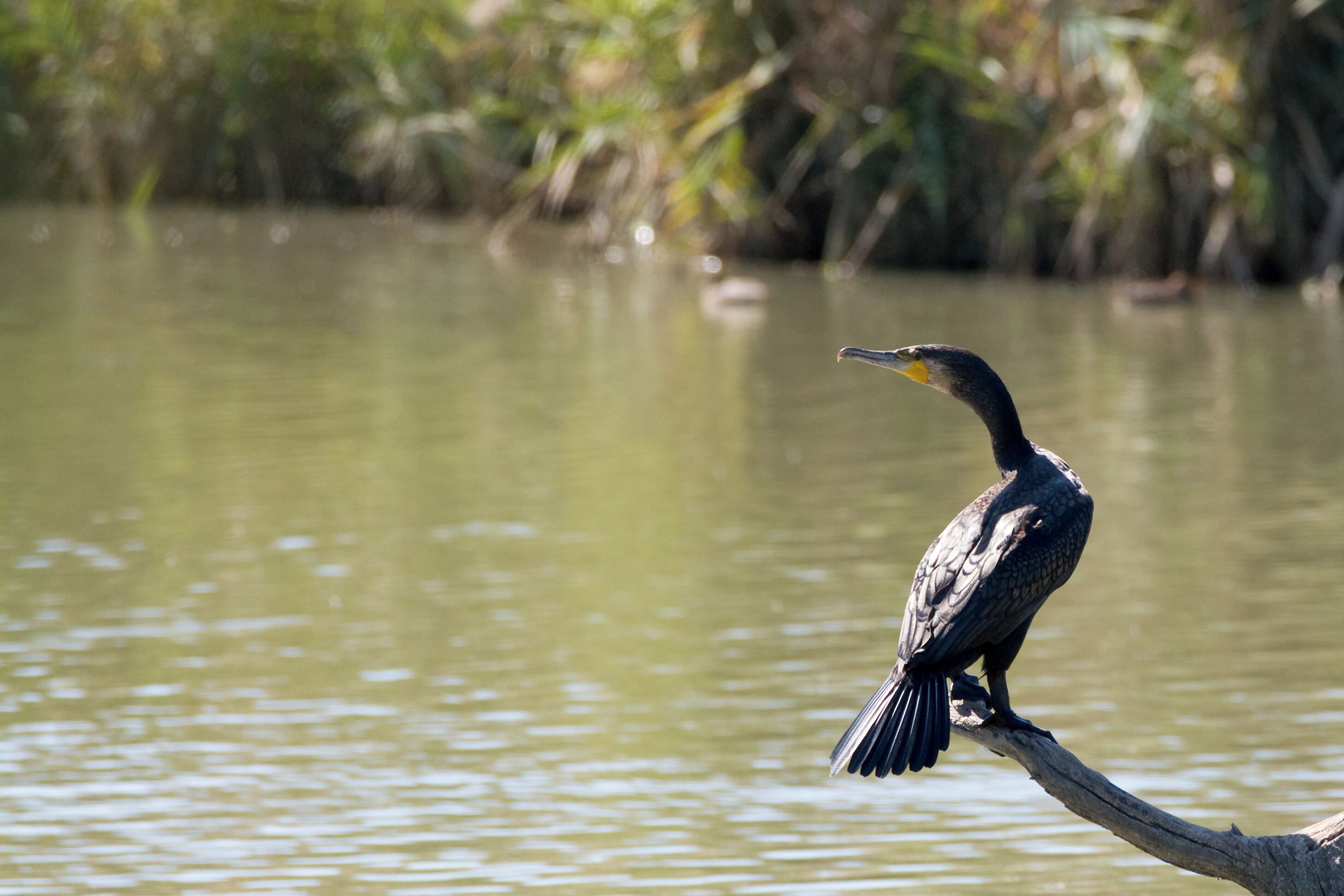 Un cormorano nell'Oasi di Macchiagrande, Lazio, Italia