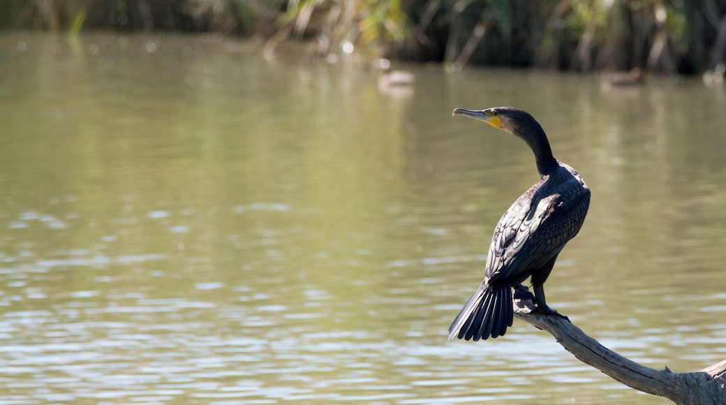 Un cormorano nell'Oasi di Macchiagrande, Lazio, Italia