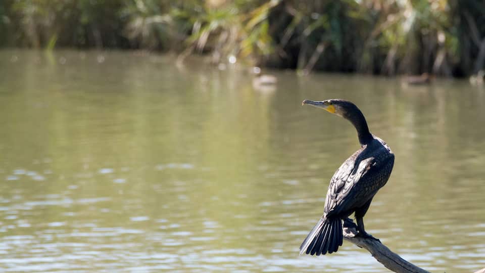 Un cormorano nell'Oasi di Macchiagrande, Lazio, Italia