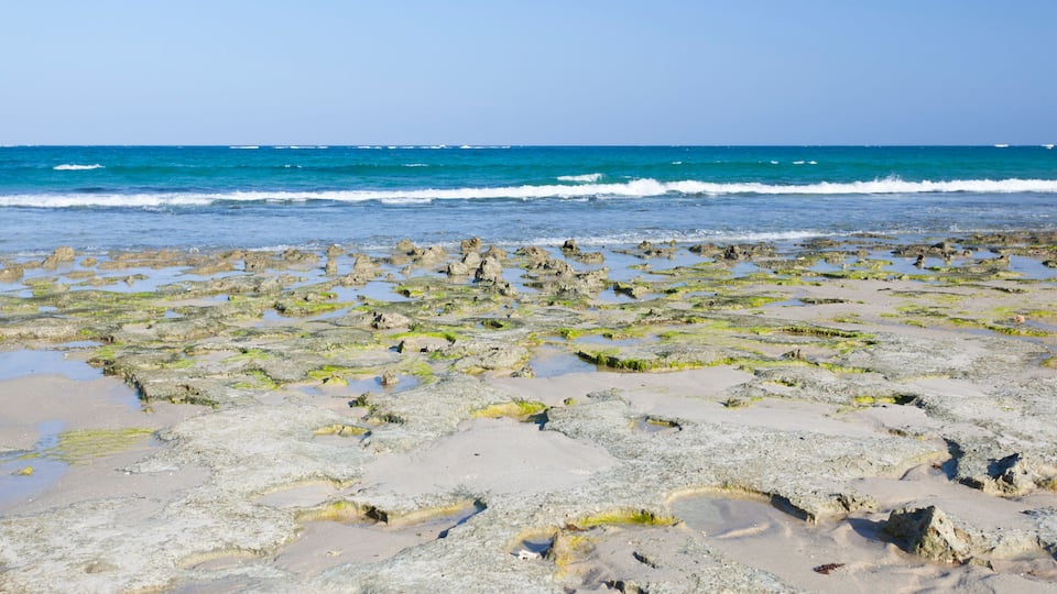 A rocky shoreline with tide pools and the ocean in the background.