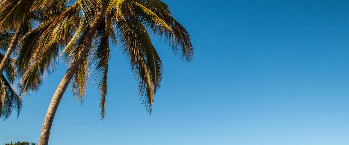 A beach with palm trees, clear blue sky, and calm sea.
