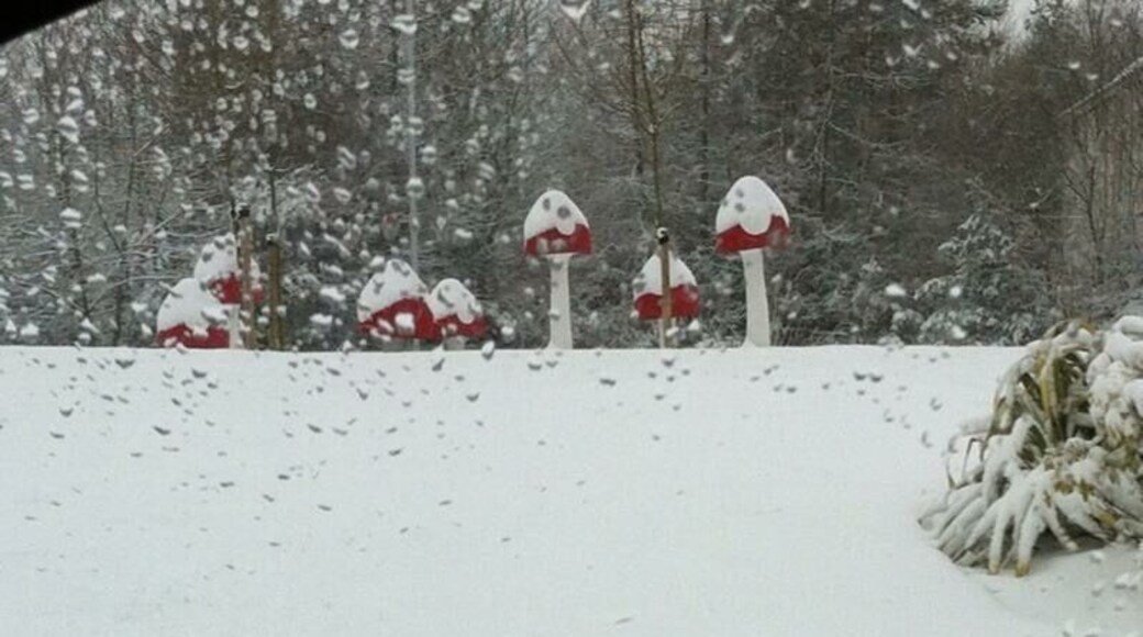 My home town is full of quirky little sculptures and I love them! The toadstools are amongst my favourites and are even cooler when all covered in snow 🍄❄️ they are actually located on Tanshall Roundabout.