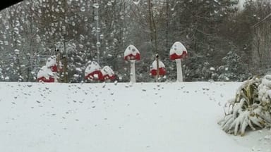 My home town is full of quirky little sculptures and I love them! The toadstools are amongst my favourites and are even cooler when all covered in snow 🍄❄️ they are actually located on Tanshall Roundabout.