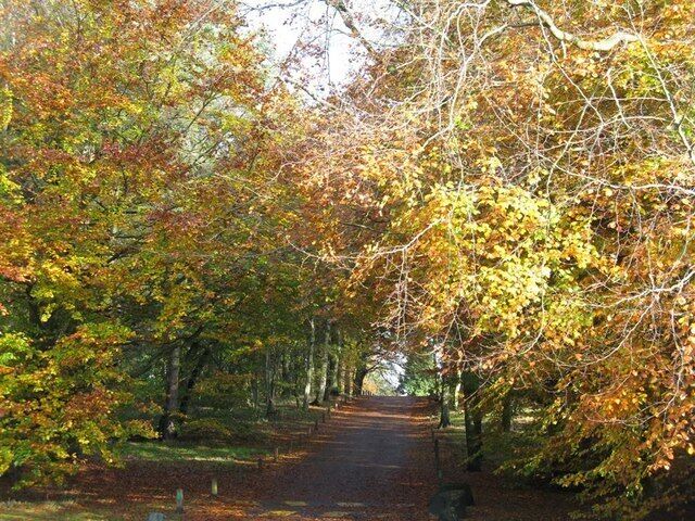 Autumn beeches at Balbirnie Park The road leads to the craft Centre.
