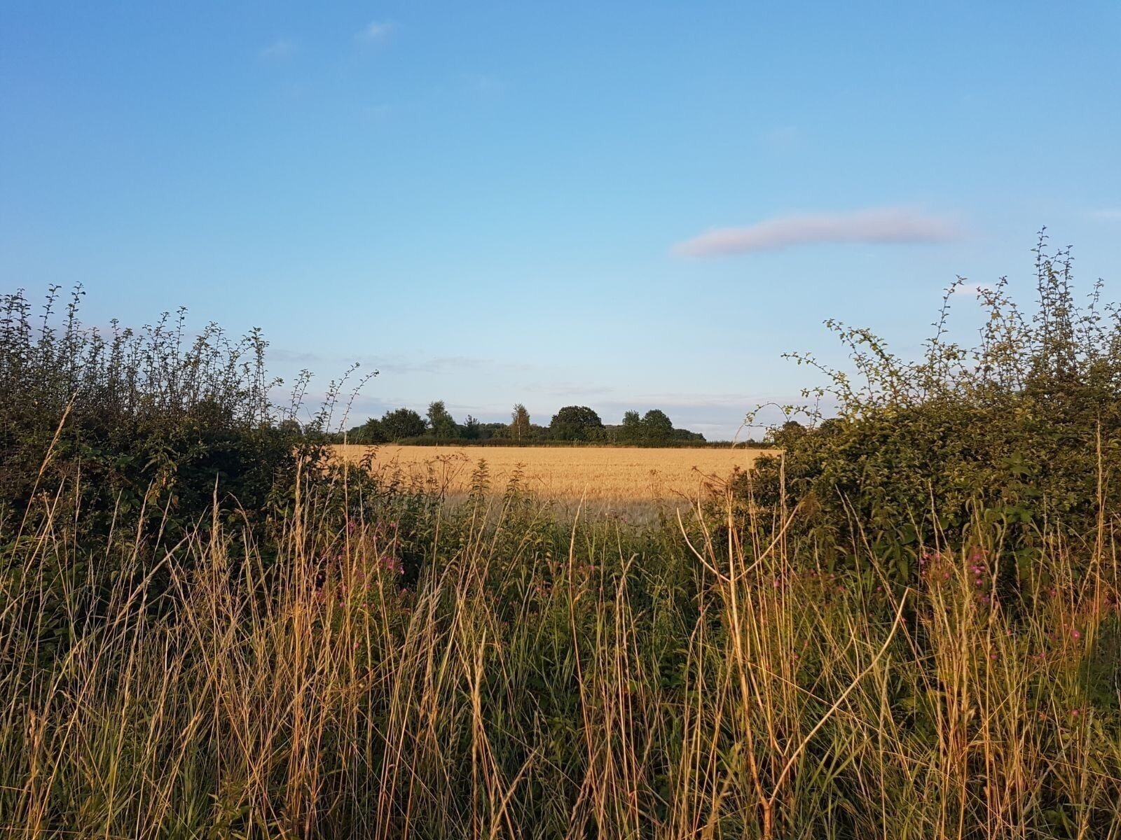 Our 'secret' field in Market Bosworth, Leicestershire. 