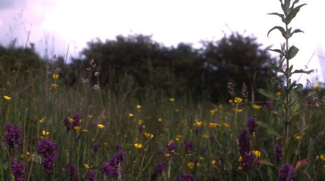 Southern Marsh Orchids (Dactylorhiza praetermissa) Growing in an old pit which, I think, has now been infilled.