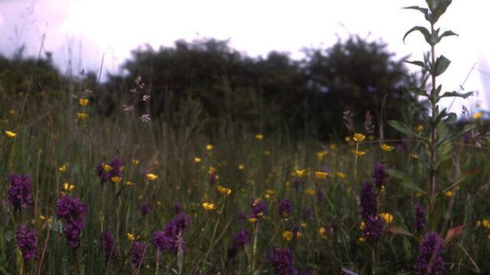 A field with purple flowers and yellow flowers.