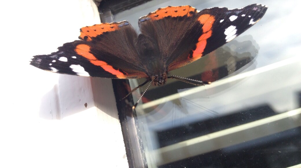 Butterflies in Burscough and it's nearly October!
