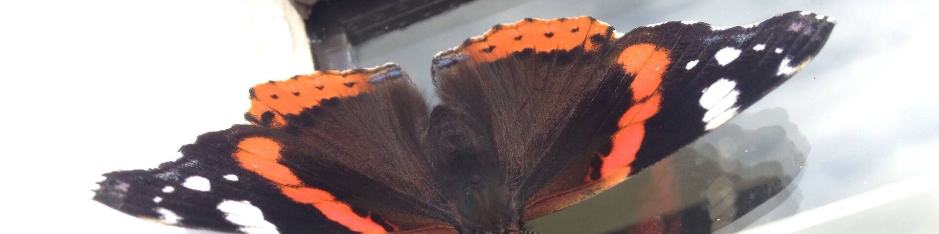 Butterflies in Burscough and it's nearly October!