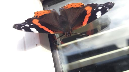 Butterflies in Burscough and it's nearly October!