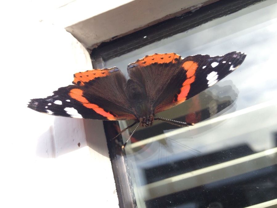 Butterflies in Burscough and it's nearly October!