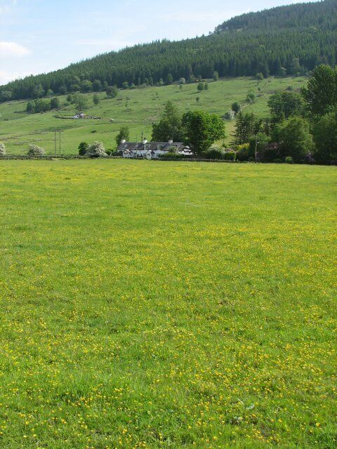 Un campo verde con flores amarillas y una casa al fondo.