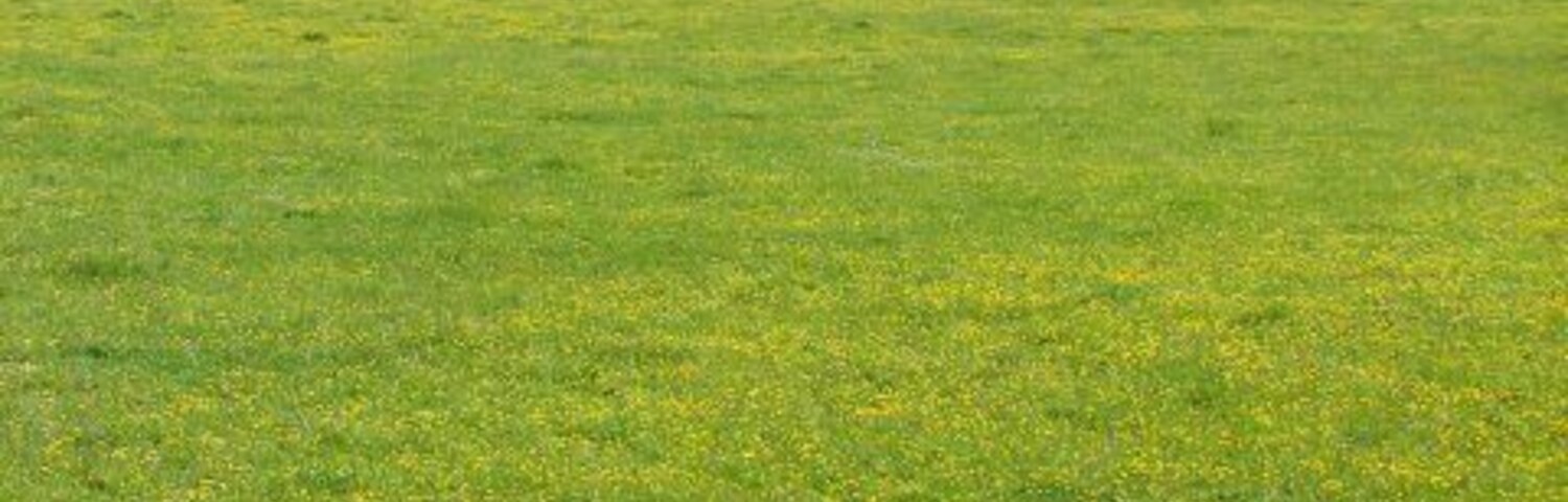 Un campo verde con flores amarillas y una casa al fondo.