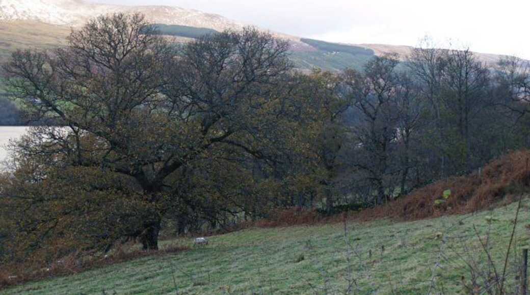 Wooded hillside near Skiag In the distance is Loch Tay and the hills to the north of the Loch