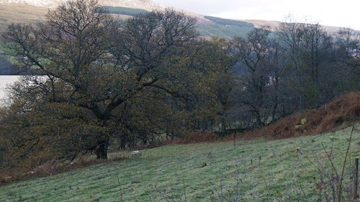 Wooded hillside near Skiag In the distance is Loch Tay and the hills to the north of the Loch