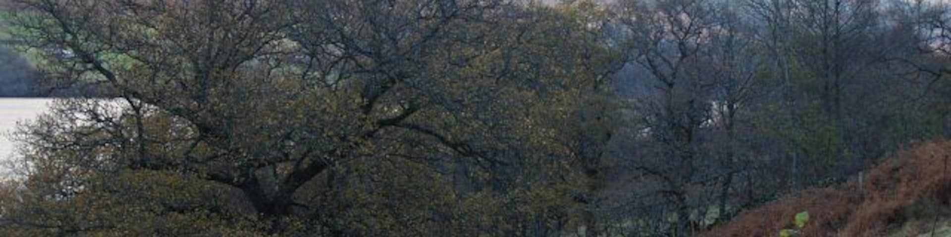 Wooded hillside near Skiag In the distance is Loch Tay and the hills to the north of the Loch