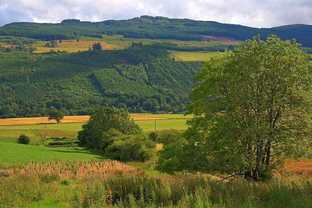Rolling hills, a tree, and a field.