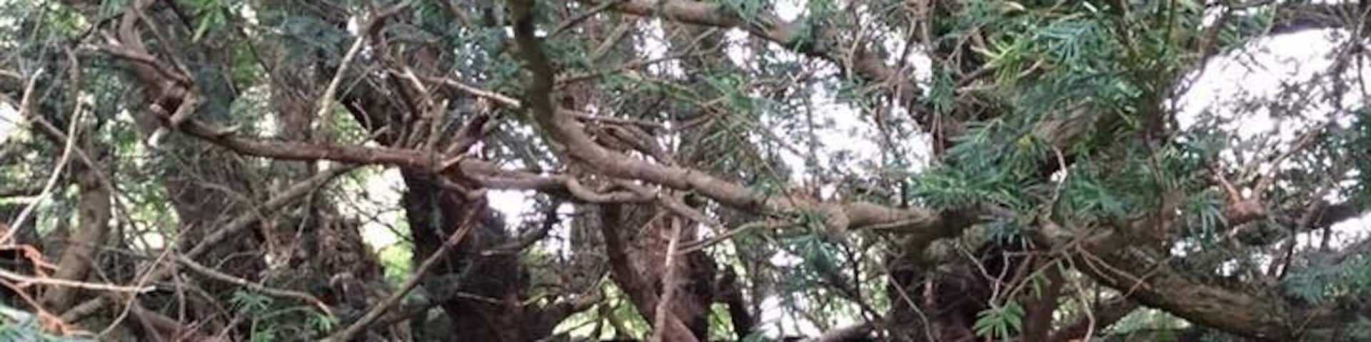 This tree is reputedly up to 5000 years old.