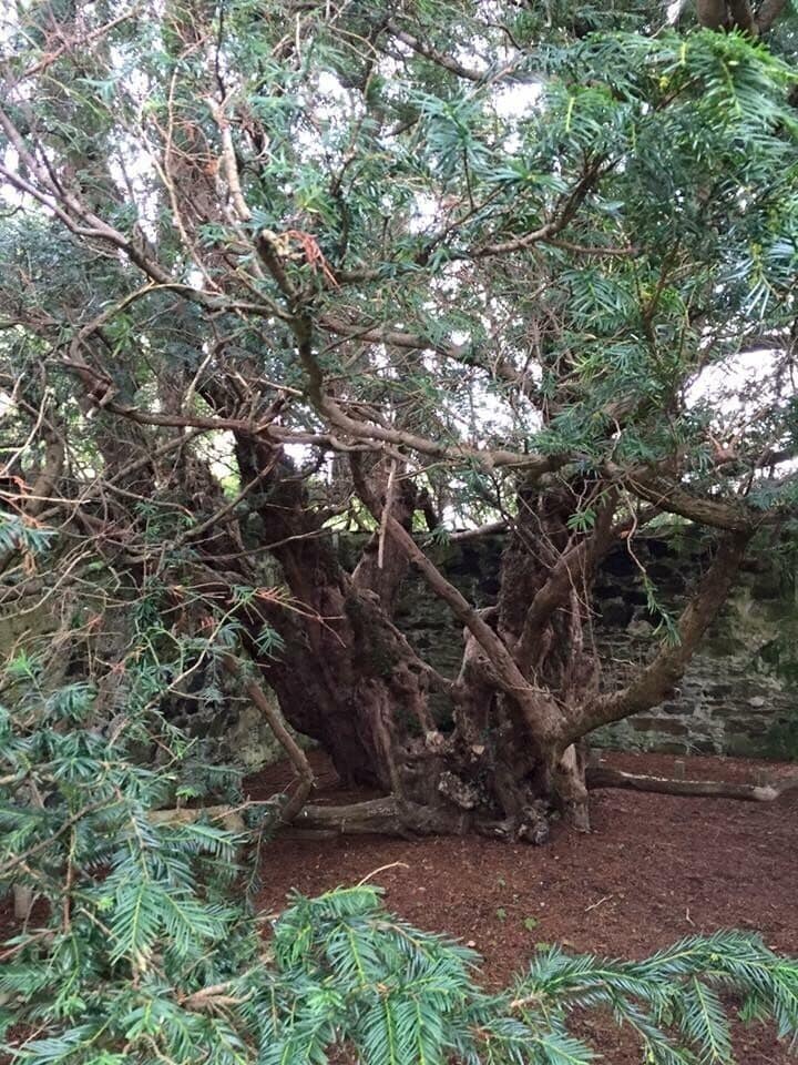 A large tree with multiple branches and dense foliage.
