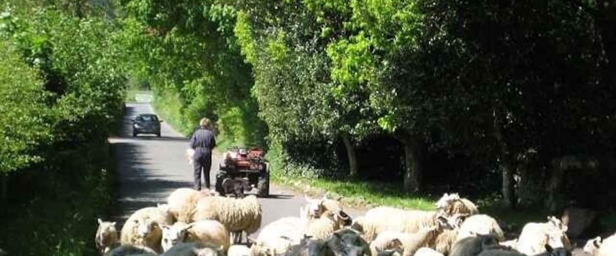 A herd of sheep on a rural road with a person and a vehicle in the background.