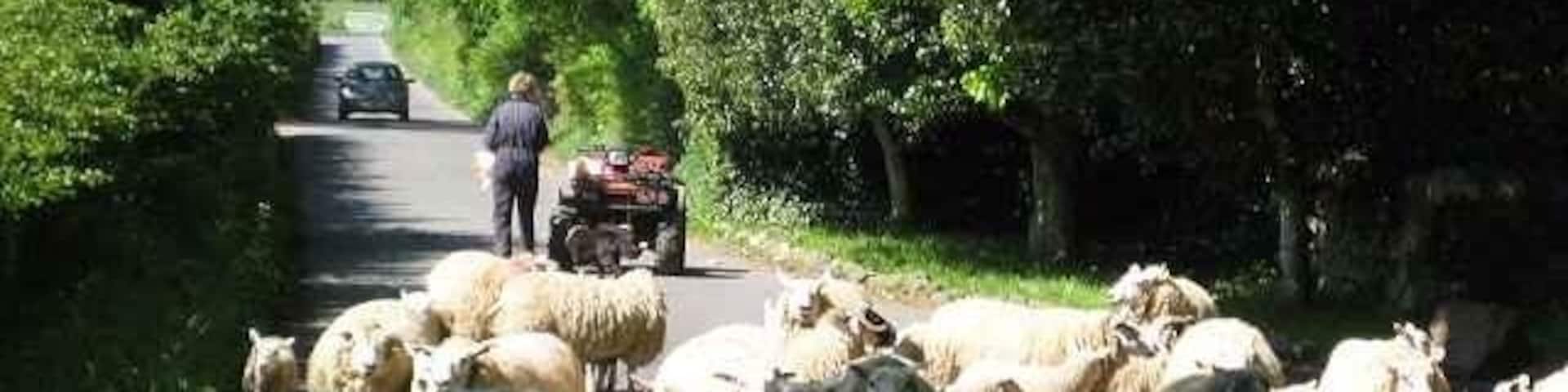 A herd of sheep on a rural road with a person and a vehicle in the background.