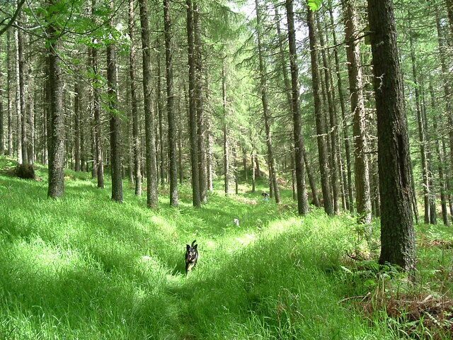 Strathconon Wood The woods just west of the East Lodge Hotel, between the road and the forestry track. Not many people use this path it is becoming more overgrown each year.