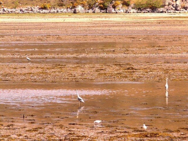 Dundonnell River mouth Three heron in Little loch Broom try their luck at the mouth of the Dundonnell River on an ebbing tide.