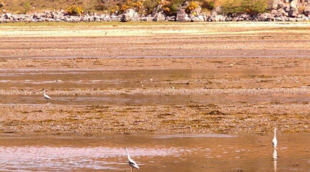 Dundonnell River mouth Three heron in Little loch Broom try their luck at the mouth of the Dundonnell River on an ebbing tide.
